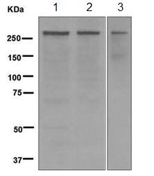 Western blot - Anti-CENPE antibody [EPR4543(2)] - BSA and Azide free (AB247987)