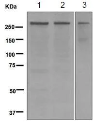 Western blot - Anti-CENPE antibody [EPR4543(2)] - BSA and Azide free (AB247987)