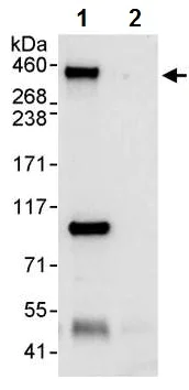 Immunoprecipitation - Anti-CENPF antibody (AB224813)