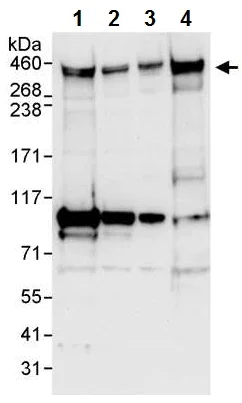 Western blot - Anti-CENPF antibody (AB224813)