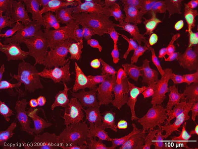 Immunocytochemistry/ Immunofluorescence - Anti-CENPF antibody (AB5)