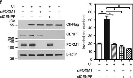 Western blot - Anti-CENPF antibody (AB5)