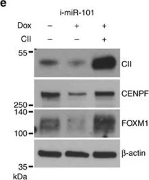 Western blot - Anti-CENPF antibody (AB5)
