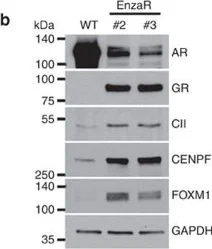 Western blot - Anti-CENPF antibody (AB5)