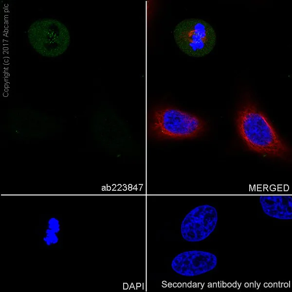 Immunocytochemistry/ Immunofluorescence - Anti-CENPF antibody [EPR20406] (AB223847)
