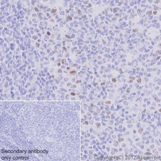 Immunohistochemistry (Formalin/PFA-fixed paraffin-embedded sections) - Anti-CENPF antibody [EPR20406] (AB223847)