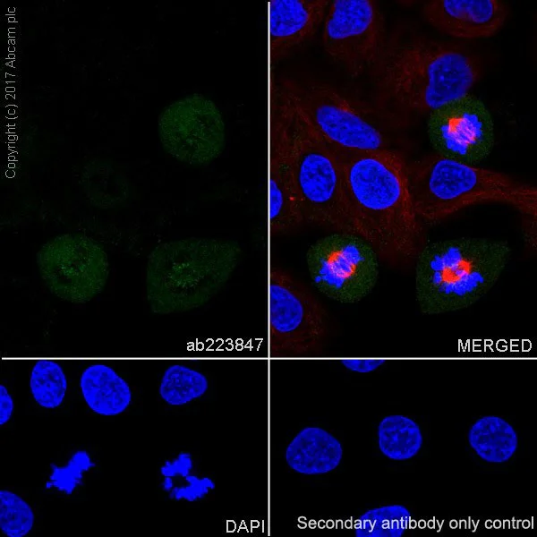 Immunocytochemistry/ Immunofluorescence - Anti-CENPF antibody [EPR20406] - BSA and Azide free (AB251579)