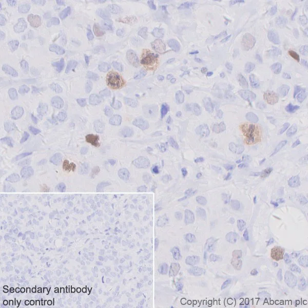 Immunohistochemistry (Formalin/PFA-fixed paraffin-embedded sections) - Anti-CENPF antibody [EPR20406] - BSA and Azide free (AB251579)
