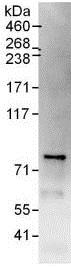 Immunoprecipitation - Anti-CENPI antibody (AB118796)