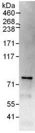 Immunoprecipitation - Anti-CENPI antibody (AB118796)