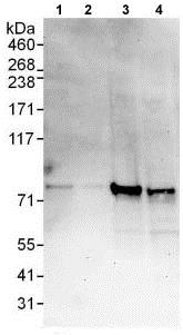 Western blot - Anti-CENPI antibody (AB118796)