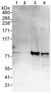 Western blot - Anti-CENPI antibody (AB118796)
