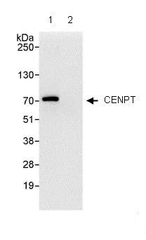 Immunoprecipitation - Anti-CENPT antibody (AB86595)