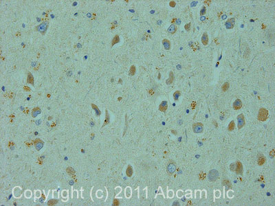 Immunohistochemistry (Formalin/PFA-fixed paraffin-embedded sections) - Anti-Centaurin alpha 1 antibody (AB27476), expandable thumbnail