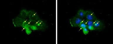 Immunocytochemistry/ Immunofluorescence - Anti-Centrin 1 antibody (AB101332)