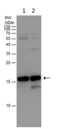 Western blot - Anti-Centrin 1 antibody (AB101332)