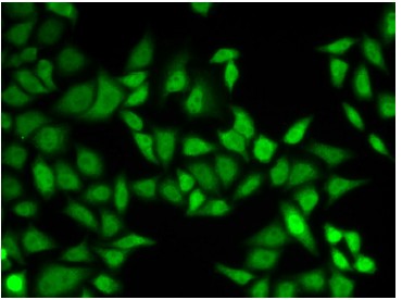 Immunocytochemistry/ Immunofluorescence - Anti-Centrin 2 antibody (AB196554), expandable thumbnail