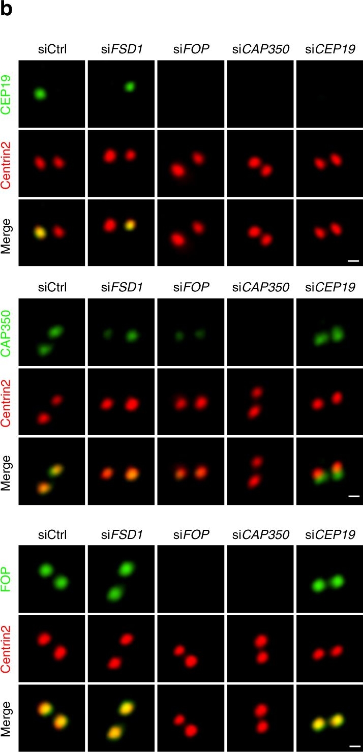Immunofluorescence - Anti-Centrin 2 antibody (AB196554)