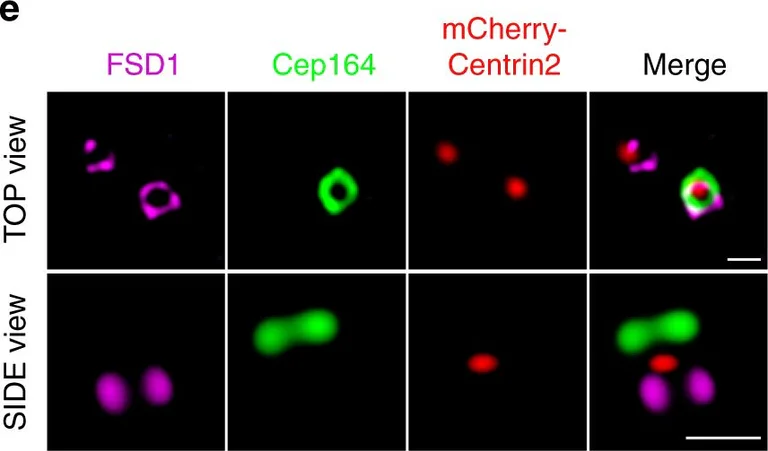 Scentrin Centrin 2抗体 (ab196554)| Abcam中文官网