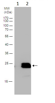 Western blot - Anti-Centrin 2 antibody - N-terminal (AB229538)