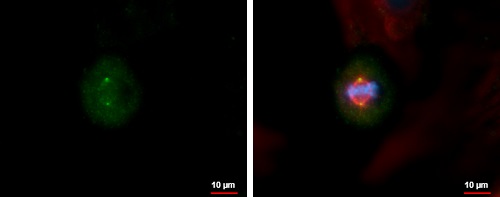 Immunocytochemistry/ Immunofluorescence - Anti-Centrin 3 antibody (AB228690), expandable thumbnail