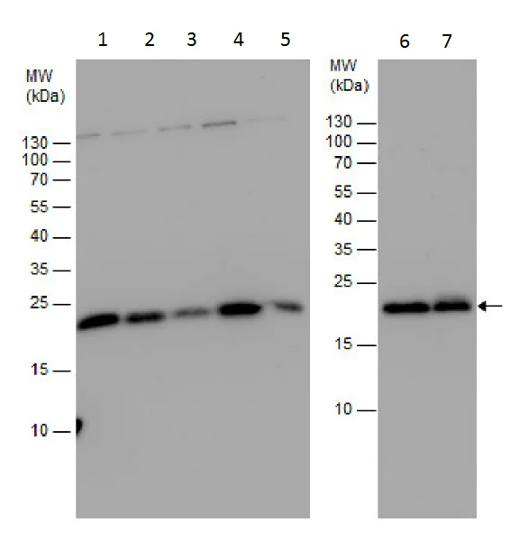 Western blot - Anti-Centrin 3 antibody (AB228690)