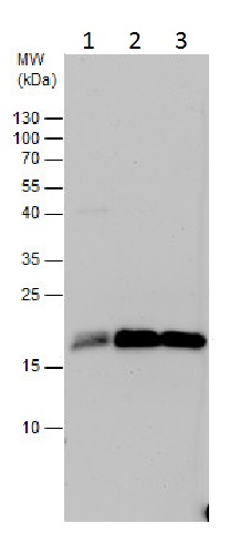 Western blot - Anti-Centrin 3 antibody (AB228690), expandable thumbnail