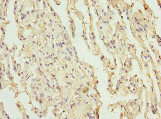 Immunohistochemistry (Formalin/PFA-fixed paraffin-embedded sections) - Anti-CEP120 antibody (AB230239)