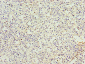 Immunohistochemistry (Formalin/PFA-fixed paraffin-embedded sections) - Anti-CEP120 antibody (AB230239)