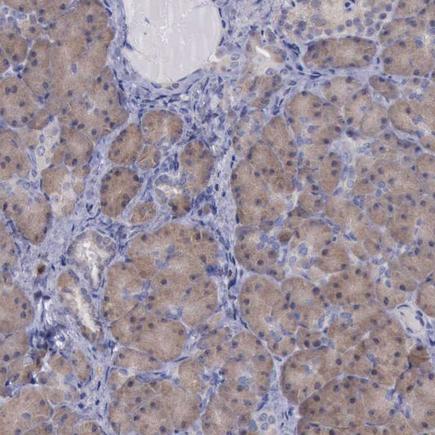Immunohistochemistry (Formalin/PFA-fixed paraffin-embedded sections) - Anti-CEP128 antibody (AB224041), expandable thumbnail