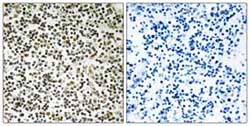 Immunohistochemistry (Formalin/PFA-fixed paraffin-embedded sections) - Anti-CEP152 antibody (AB110825)