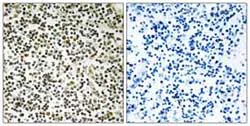 Immunohistochemistry (Formalin/PFA-fixed paraffin-embedded sections) - Anti-CEP152 antibody (AB110825)