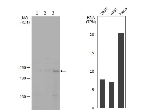 Western blot - Anti-CEP152 antibody (AB183911)