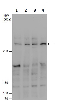 Western blot - Anti-CEP192 antibody - C-terminal (AB229705)