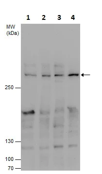 Western blot - Anti-CEP192 antibody - C-terminal (AB229705)
