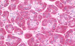 Immunohistochemistry (Formalin/PFA-fixed paraffin-embedded sections) - Anti-CEP290 antibody (AB190237), expandable thumbnail