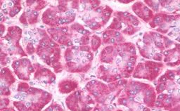 Immunohistochemistry (Formalin/PFA-fixed paraffin-embedded sections) - Anti-CEP290 antibody (AB190237)