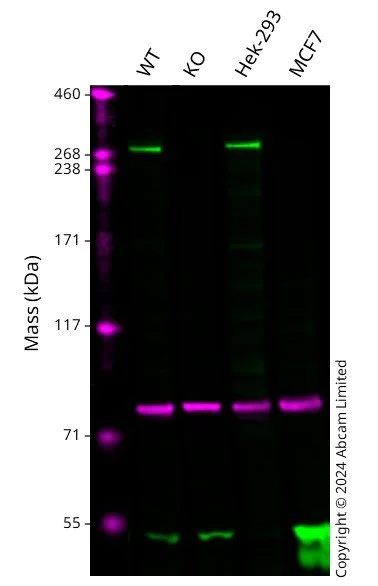Western blot - Anti-CEP290 antibody (AB84870)