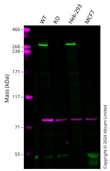 Western blot - Anti-CEP290 antibody (AB85728)