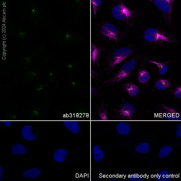 Immunocytochemistry/ Immunofluorescence - Anti-CEP290 antibody [EPR28924-76] - BSA and Azide free (AB318279)