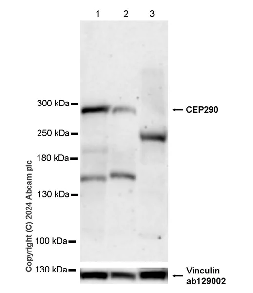 Western blot - Anti-CEP290 antibody [EPR28924-76] - BSA and Azide free (AB318279)