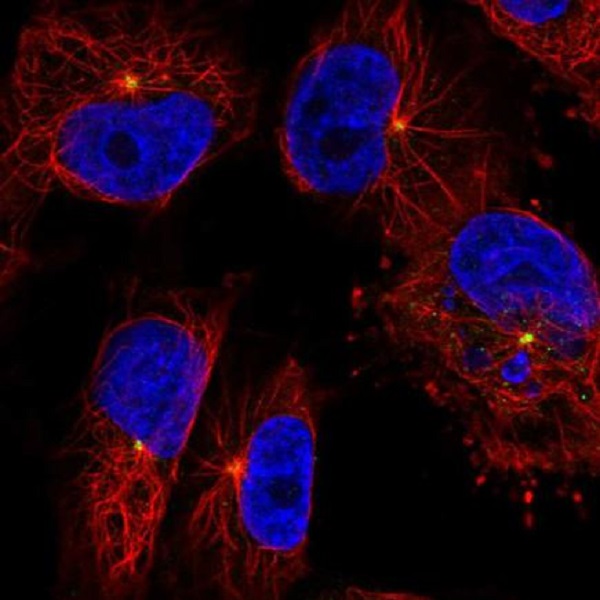 Immunocytochemistry/ Immunofluorescence - Anti-CEP350 antibody (AB220093), expandable thumbnail