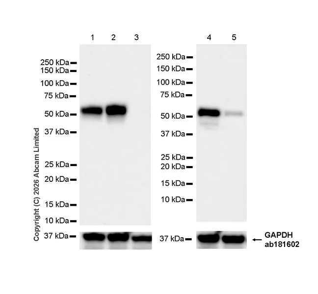 Western blot - Anti-CEP55 antibody [EPR30269-167] (AB327461)