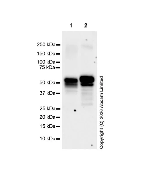 Western blot - Anti-CEP55 antibody [EPR30269-167] (AB327461)