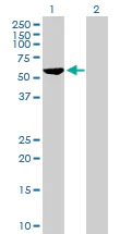 Western blot - Anti-CEP57 antibody (AB169301)