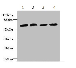 Western blot - Anti-CEP63 antibody (AB235513), expandable thumbnail