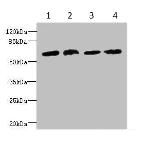 Western blot - Anti-CEP63 antibody (AB235513)
