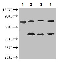Western blot - Anti-CEP70 antibody (AB237801)