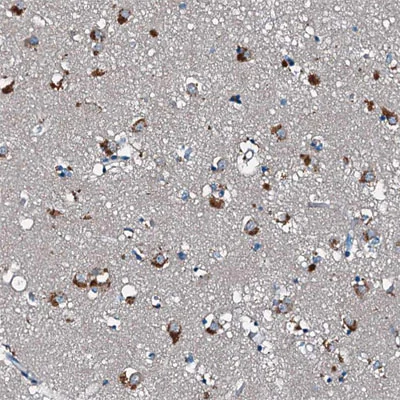 Immunohistochemistry (Formalin/PFA-fixed paraffin-embedded sections) - Anti-CEP89 antibody (AB204410)
