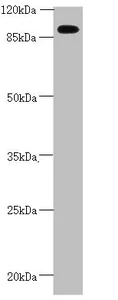 Western blot - Anti-CEP95 antibody (AB230305)